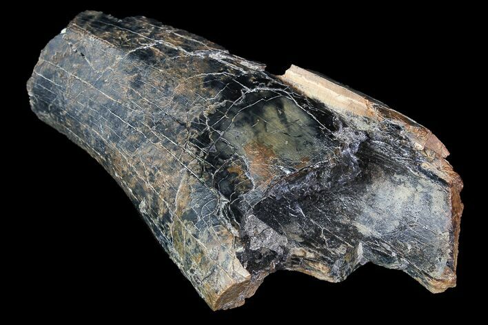 Bargain, Partial Tyrannosaurus Rex Tooth Fragment - Montana #92790